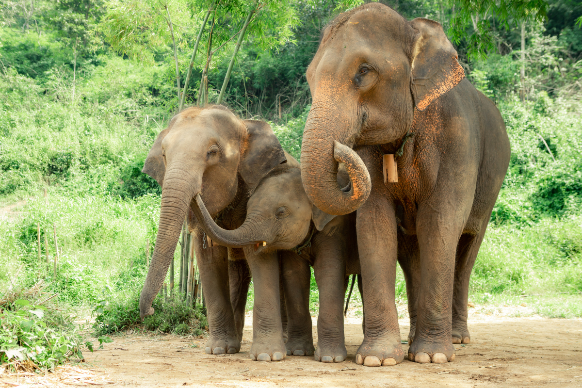Elefanten-Unterschiede: Kennst du sie?