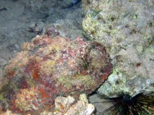Meeresbewohner - Quiz - 10 erstaunliche Tatsachen - https://quizzy.at/wp-content/uploads/2021/09/clownfish-ctenochaetus-tominiensis-blue-malawi-cichlids-swimming-near-coral-duncan.jpg - quizzy.at