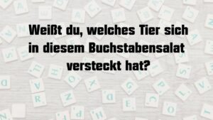 quizzy.at – Deine Quiz-Seite 2 quizzy.at – Deine Quiz-Seite - quizzy.at