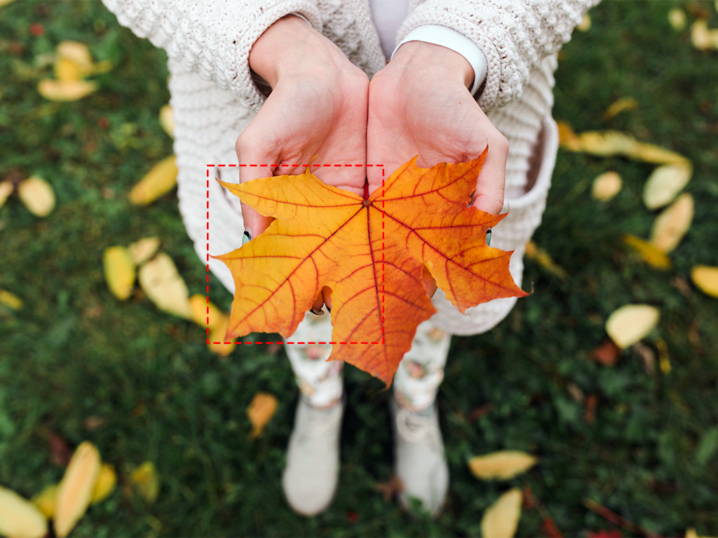 Herbstbilder-Quiz: Welcher Bild-Ausschnitt passt? - https://quizzy.at/wp-content/uploads/2021/11/Ausschnitt_Titel.jpg - quizzy.at