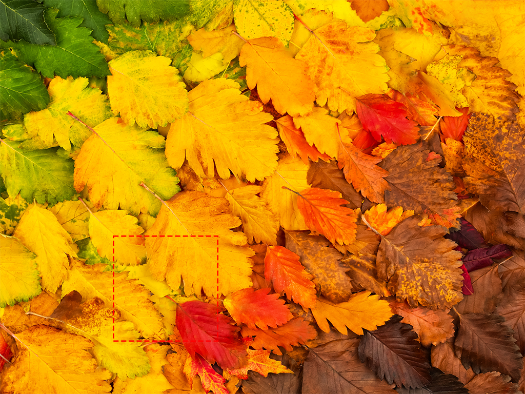 Herbstbilder-Quiz: Welcher Bild-Ausschnitt passt? - https://quizzy.at/wp-content/uploads/2021/11/Ausschnitt_Titel.jpg - quizzy.at